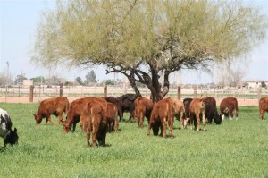 Beef Cattle for Lease/Rent  - Chandler, Arizona
