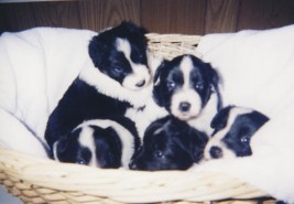 Lacy's third litter - Pistol in center front