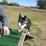 toby - working border collies