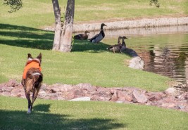Geese Control AZ with stock dogs