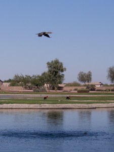 Geese Control in Arizona