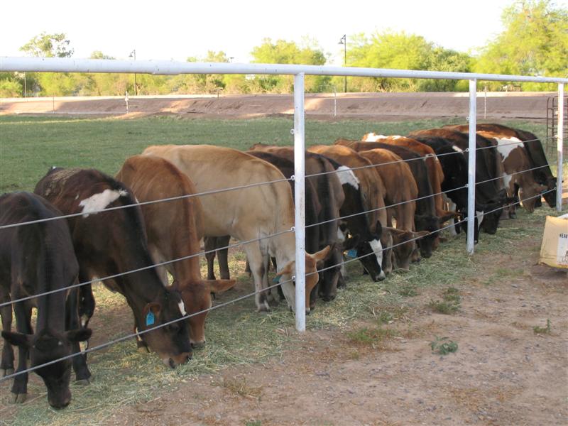 Circle L Stock Dogs Cattle Leasing/rent for Herding Dogs | Arizona ...